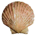Queen Scallops