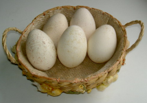 Turkey Eggs