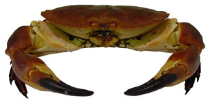 Crab