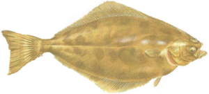 Halibut