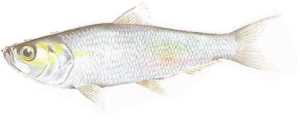 Herring
