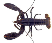 Lobster