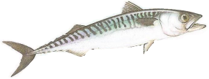 Mackerel