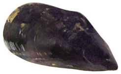 Mussels