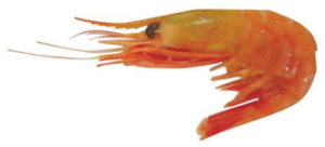 Prawns