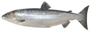 Salmon