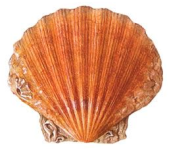 Scallops