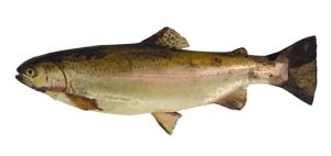 Trout