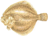 Turbot