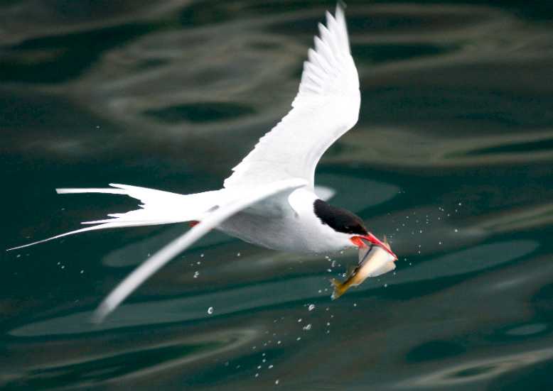Tirrick (Arctic Tern)