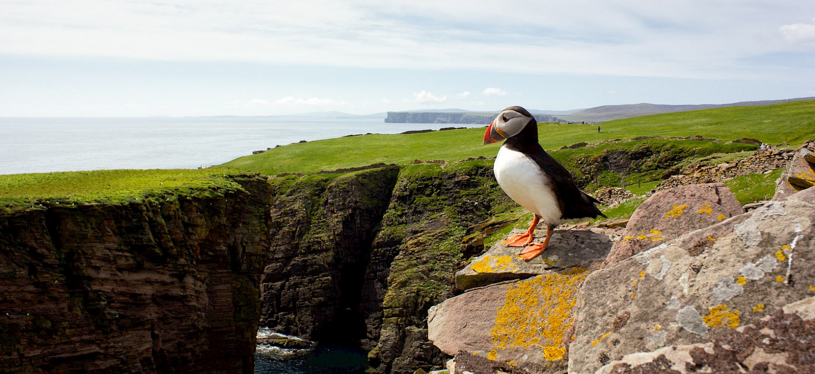 Puffin at Noss