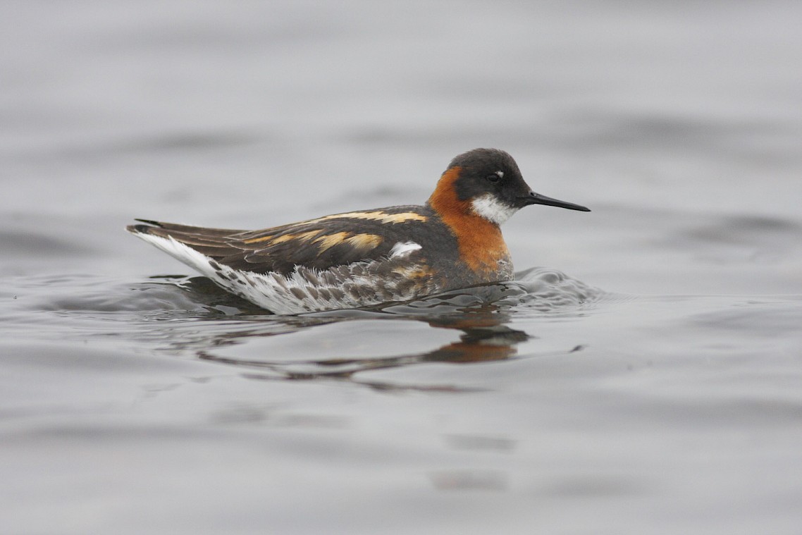 Red-necked Phalarope