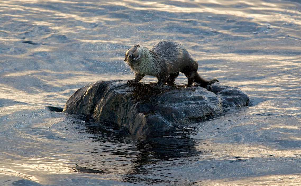 Otter