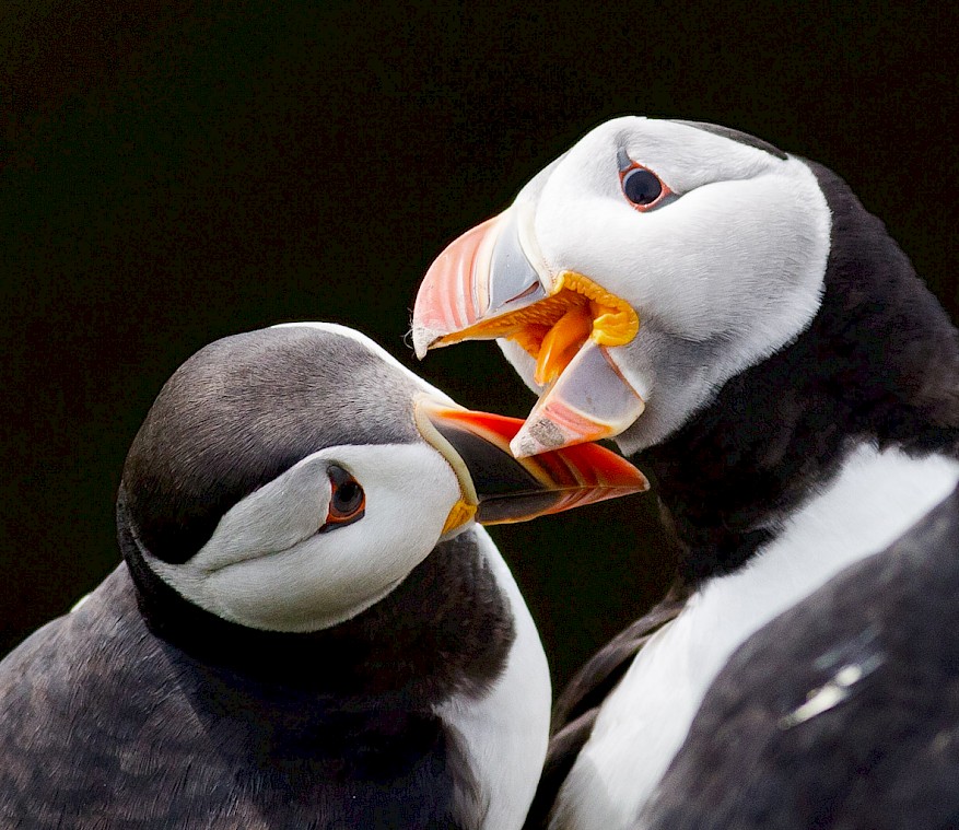 Puffins