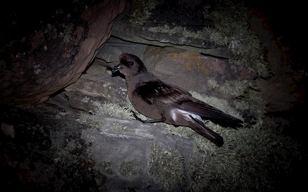 Storm Petrel